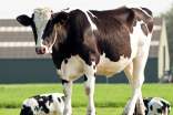 奶牛买卖合同