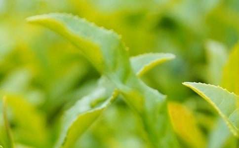 ��Ҷ������ͬ���ĺϼ�8ƪ