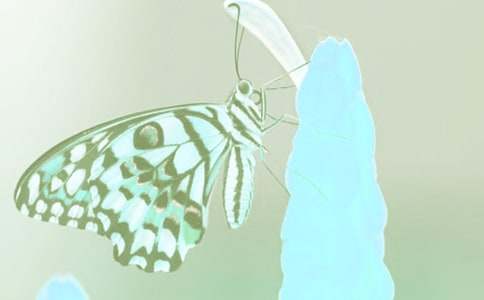 关于动植物的建议书