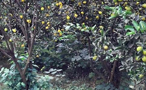 农家乐活动策划方案