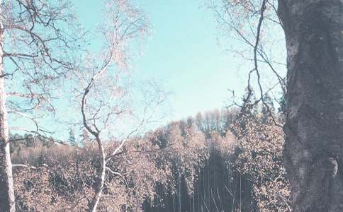 秋季大班工作计划