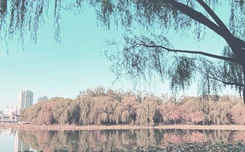 秋季小学教导处工作总结优秀