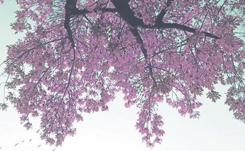 �＾С�๤���ƻ�����ѡ15ƪ��