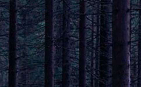 ����ɭ����Դ�Ľ�����[����]