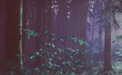 保护森林建议书(精选15篇)