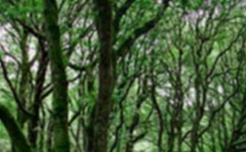 保护森林的建议书(15篇)