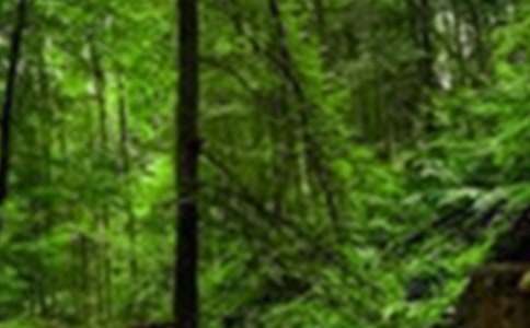 森林防火承诺书四篇