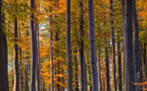 ��ѡ����ɭ����Դ�Ľ�������ƪ