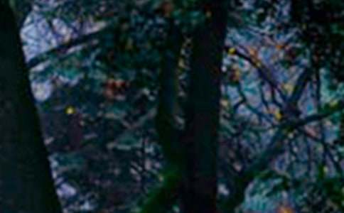 ���ڱ���ɭ����Դ������