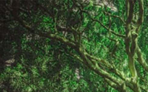 森林资源保护工作总结