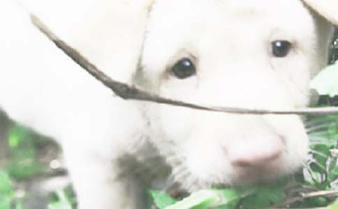 ����С���Ľ�����