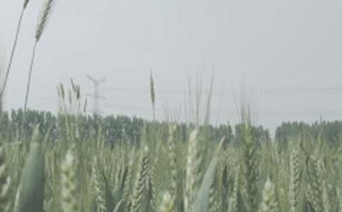 优质小麦生产协议书(3篇)