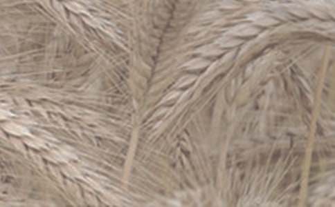 收购小麦合同范本