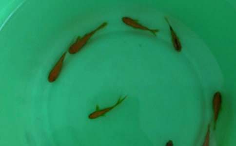 购鱼苗合同范本