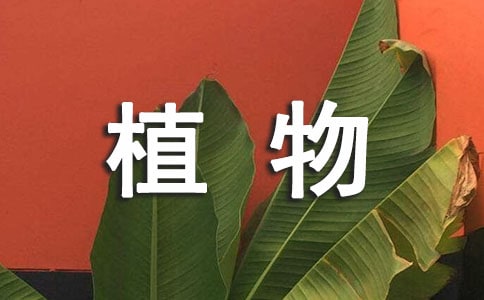 ʵ�õ�ֲ��ʵϰ������ƪ