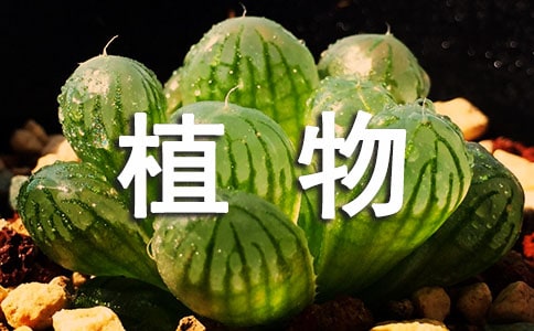 ֲ��ѧʵϰ����ģ��